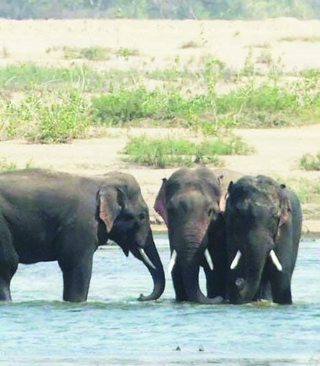 माड़मसिल्ली क्षेत्र में 3 दंतैल हाथी