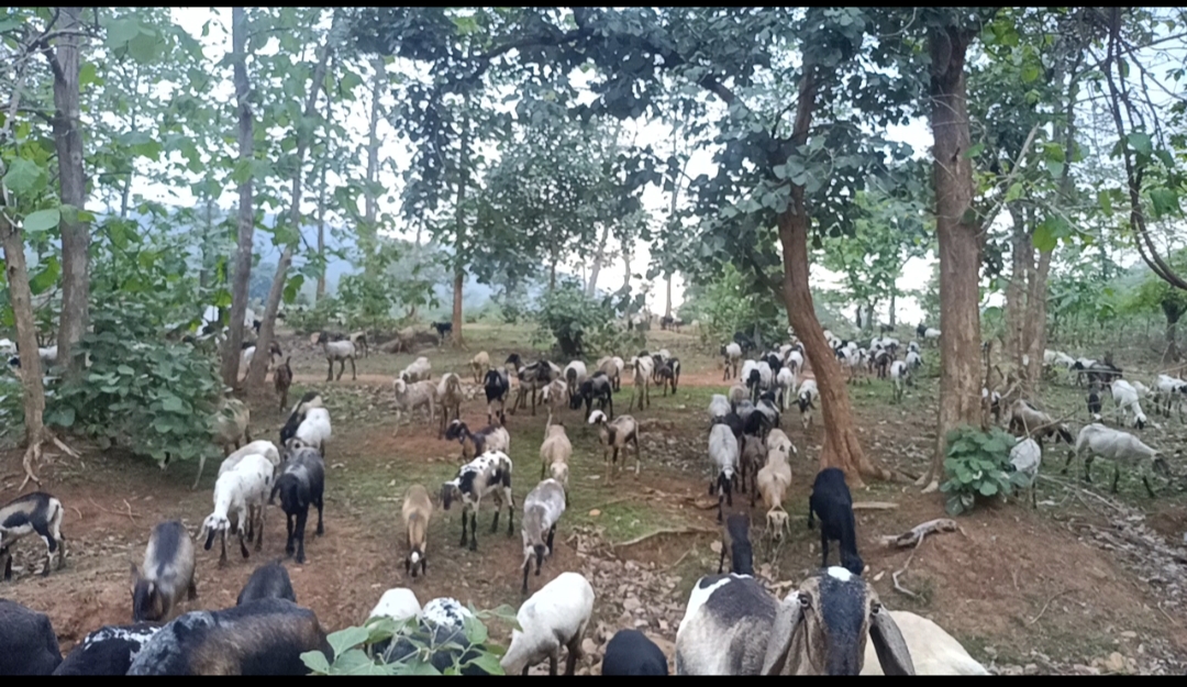 बाहरी राज्यों के खानाबदोश उजाड़ रहे जंगल बाहरी राज्यों के खानाबदोश उजाड़ रहे जंगल