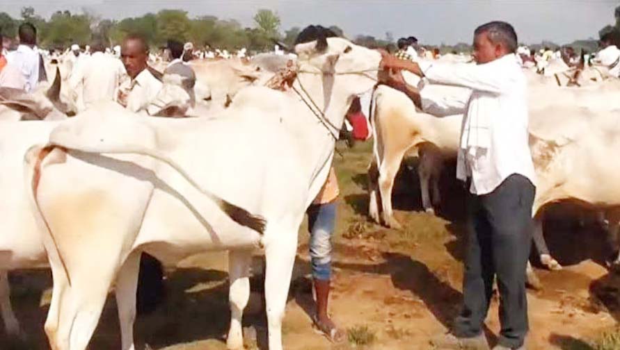 गौवंश सरंक्षण के लिए सरकार बैल से कृषि करने वालों को प्रोत्साहित करें