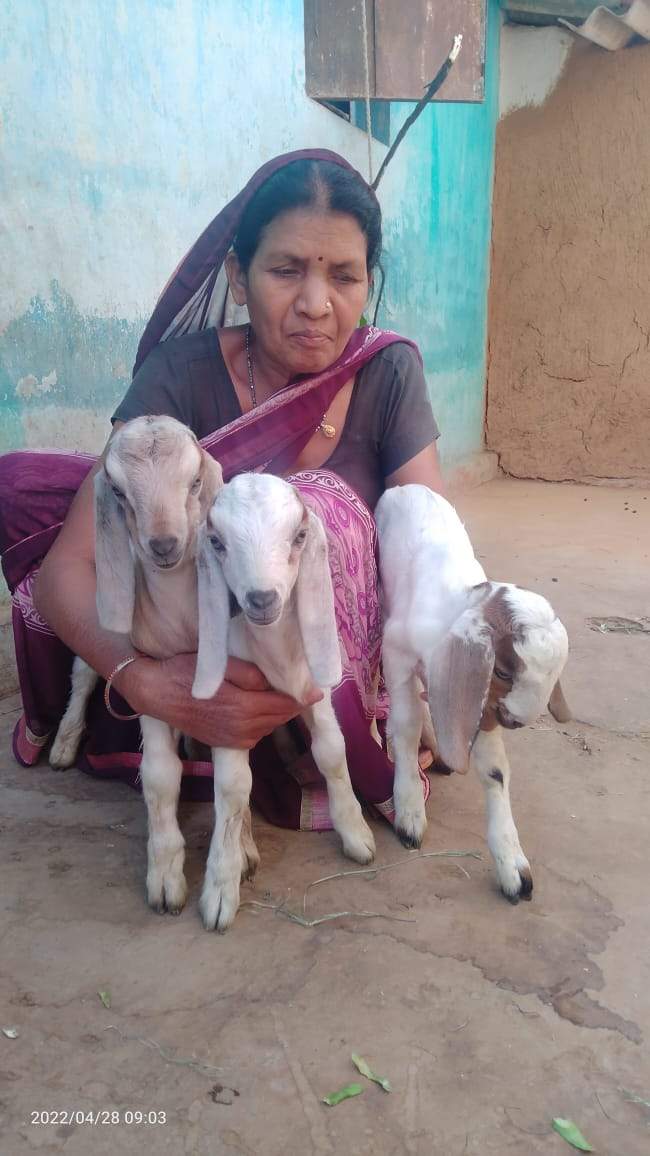 कृत्रिम गर्भाधान से बकरी पालकों को मिल रहा बेहतर लाभ