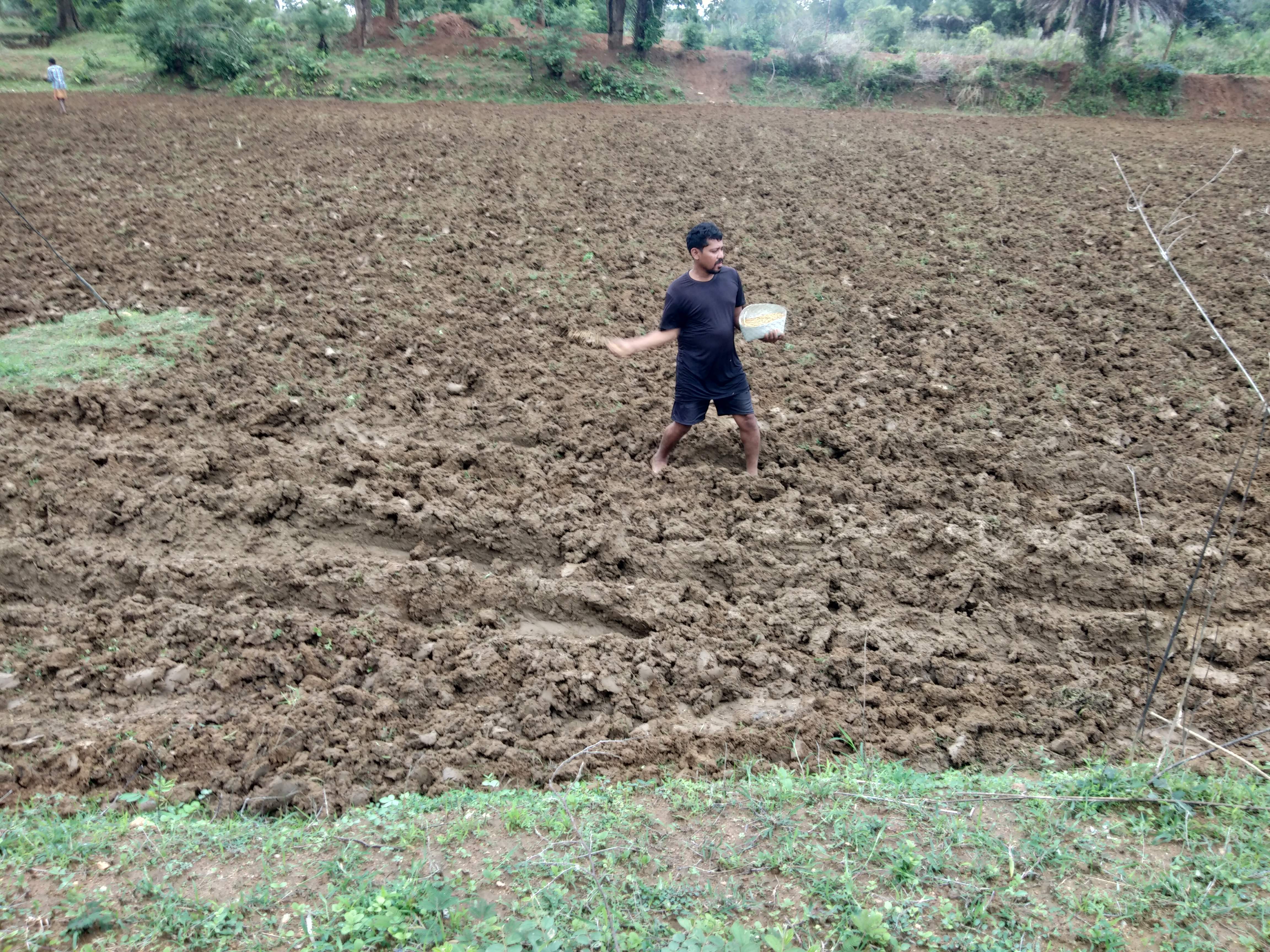 धान बुवाई में जुटे किसान