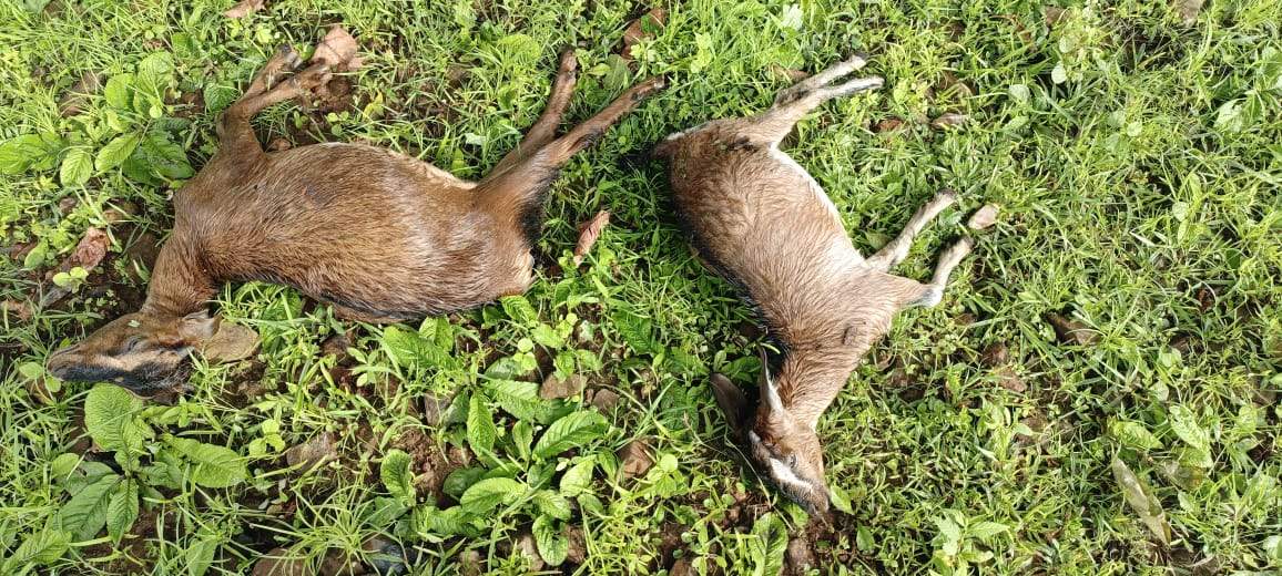 गाज से 7 बकरा-बकरियों की मौत गाज से 7 बकरा-बकरियों की मौत