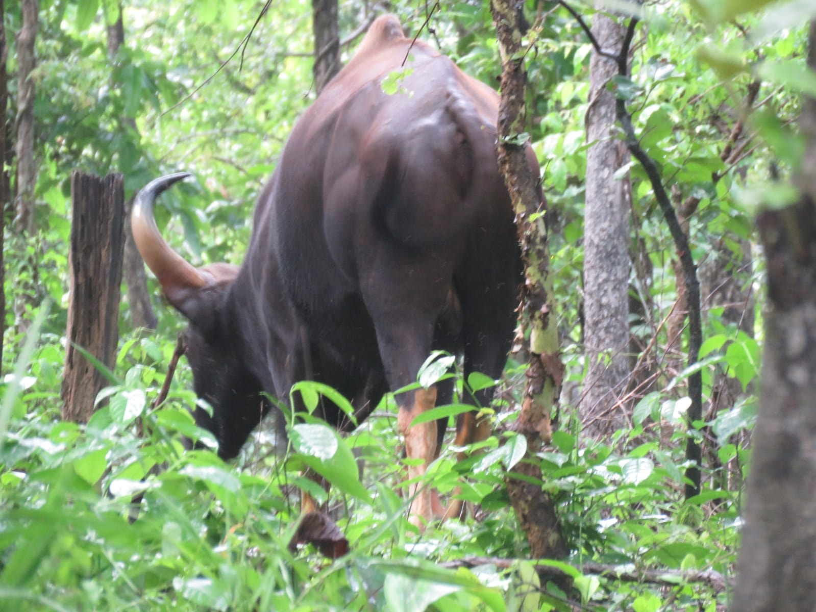 देखें VIDEO :  ग्रीष्मकाल की तपन से उबरा एटीआर, हरा गलीचा बिछ गया जंगल में ..!