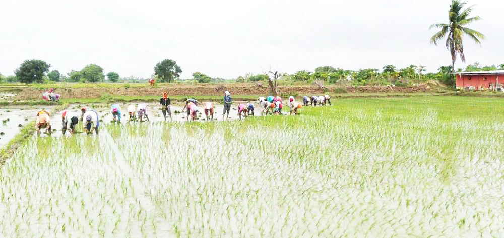 मूसलाधार बारिश, धान की रोपाई में तेजी मूसलाधार बारिश, धान की रोपाई में तेजी