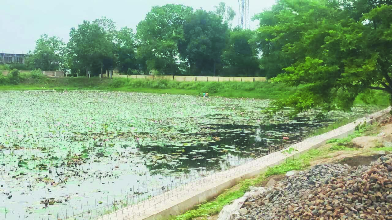 गर्मी के बाद बारिश में फिर तालाब की सफाई गर्मी के बाद बारिश में फिर तालाब की सफाई