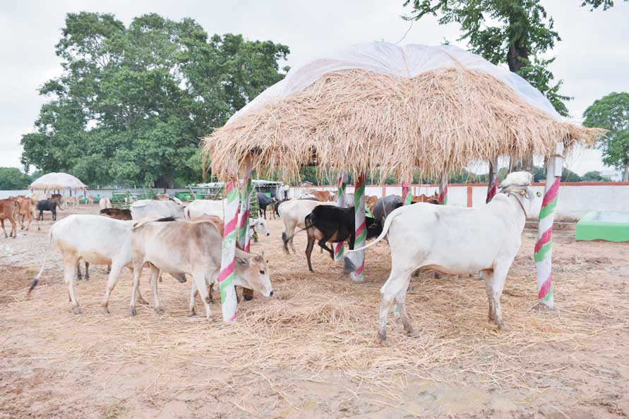 गोधन न्याय योजना के दो वर्ष पूरे, स्वावलम्बन की ओर बढ़ रहे समूह