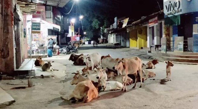 सडक़ पर आवारा मवेशियों का जमावड़ा, हादसे की आशंका
