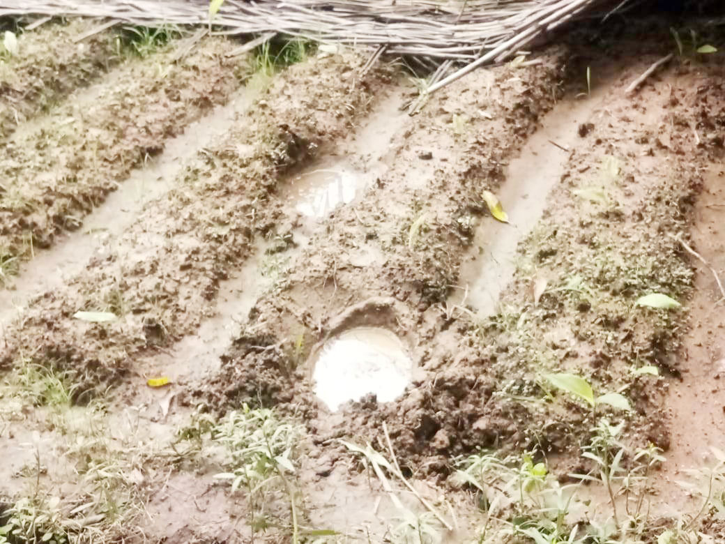 दल से बिछड़े दो हाथी पहुंचे गांव, दो दिनों से क्षेत्र में मचा रहे उत्पात