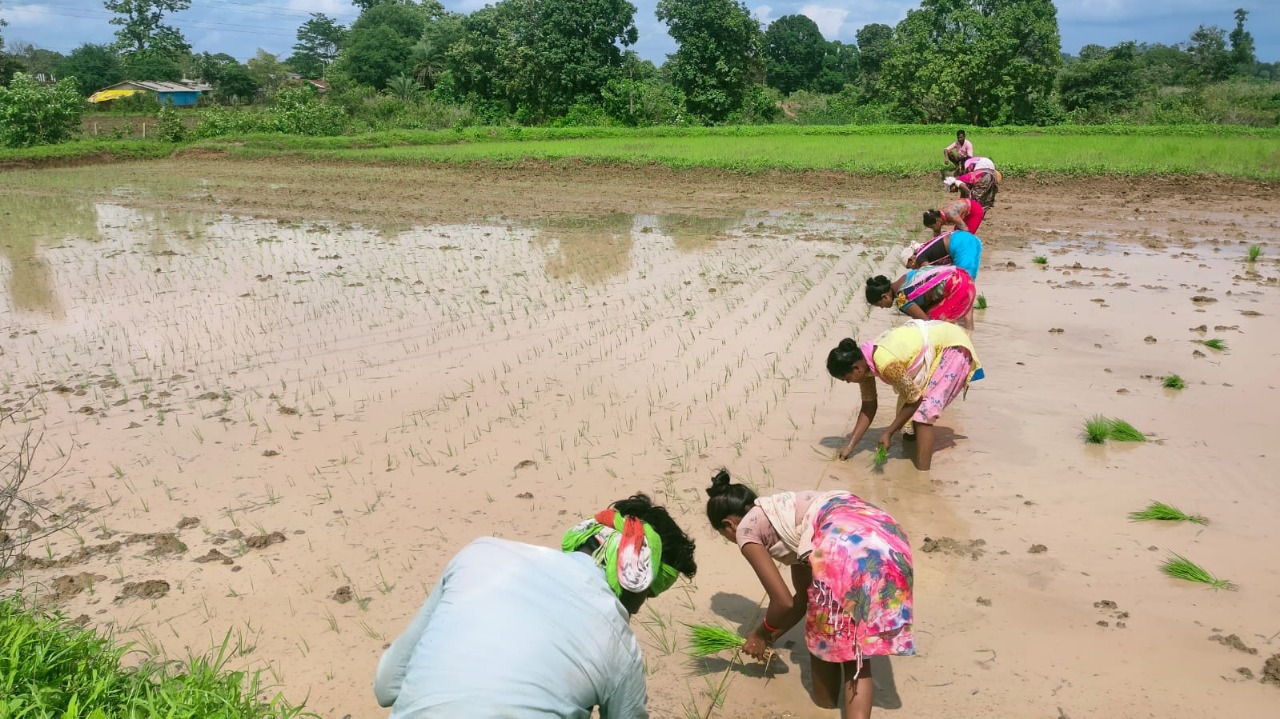 किसान धान की करें रोपाई