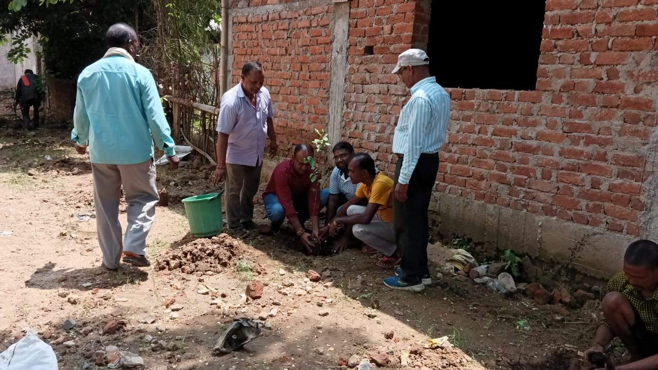 हरेली पर नपं में रोपे  पौधे