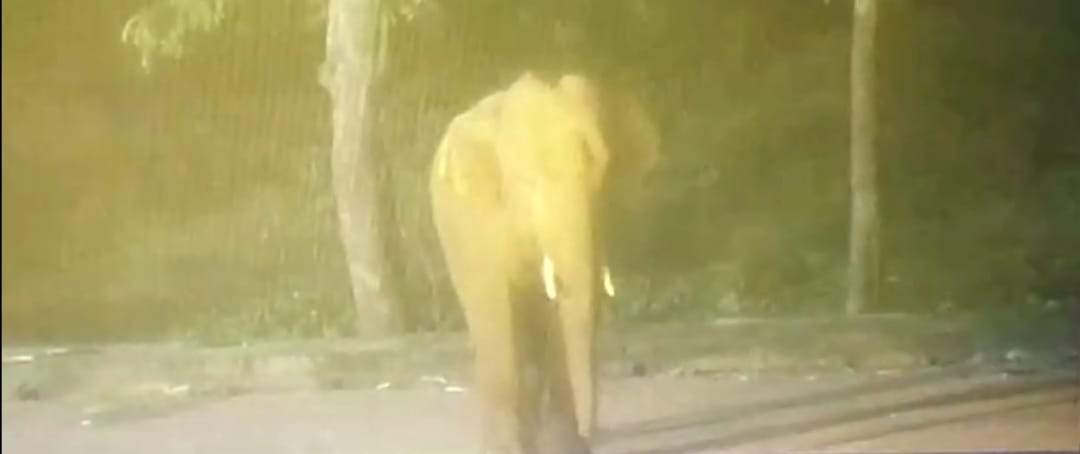 फिर सडक़ पर आया दंतैल