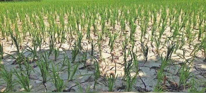 मौसम की बेरुखी से खेतों में दरारें