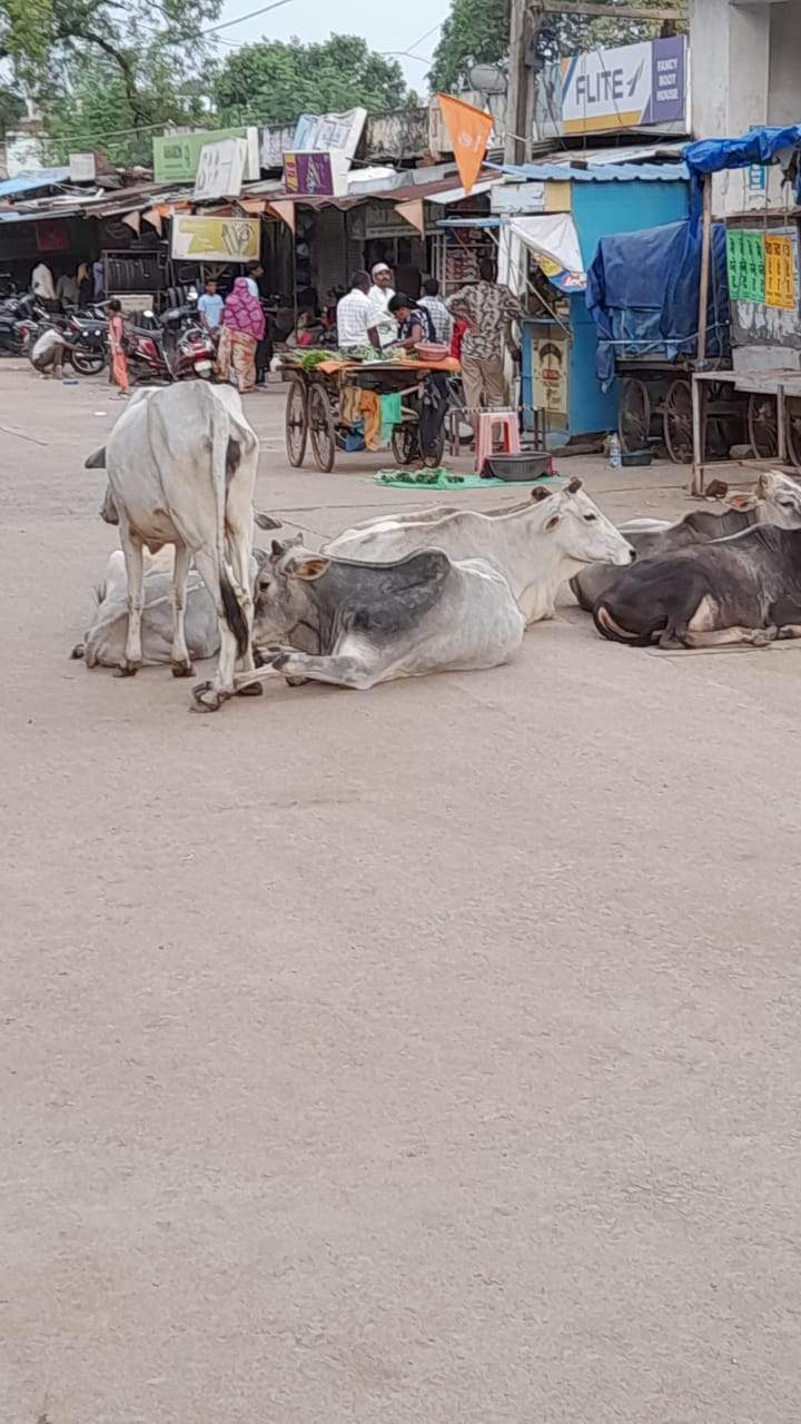 जगह-जगह मवेशियों का जमावड़ा