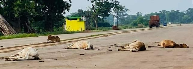  हाईवे पर वाहन की ठोकर से सात मवेशियों की मौत  