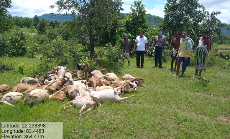 रायकेरा में गाज से 38 बकरियों की मौत रायकेरा में गाज से 38 बकरियों की मौत