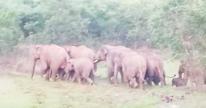 गरियाबंद से लौटे 3 दंतैल, फसल को पहुंचा रहे नुकसान