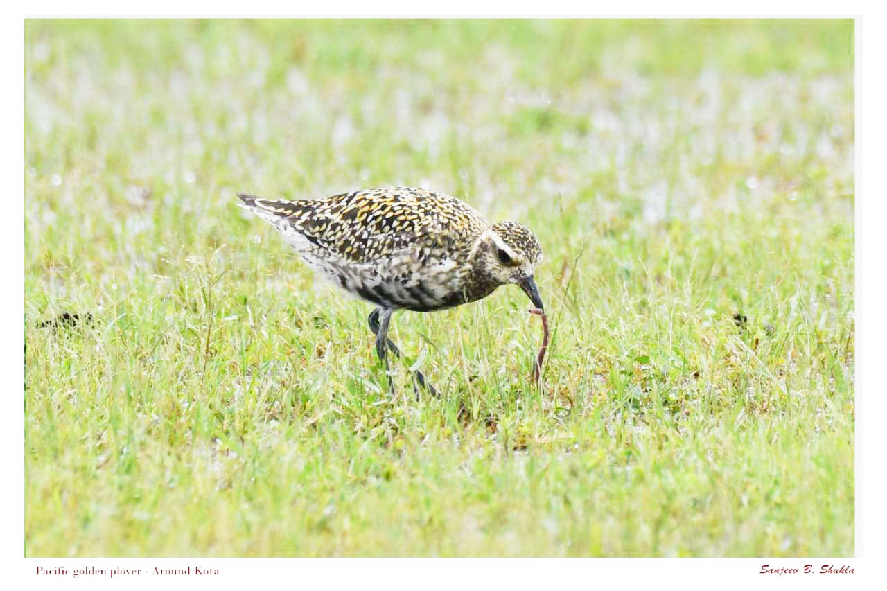 बिलासपुर-कोटा में प्रवासी पक्षी पैसिफिक गोल्डन प्लोवर का डेरा