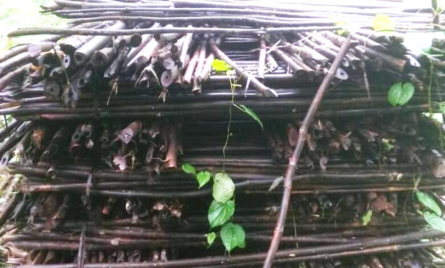 सडऩे को छोड़ दिया लाखों का बांस