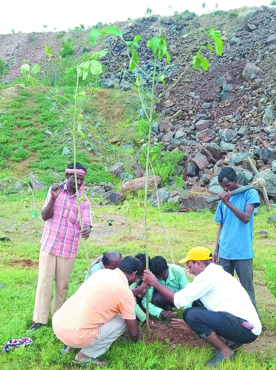 जन्माष्टमी पर रोपे पौधे जन्माष्टमी पर रोपे पौधे