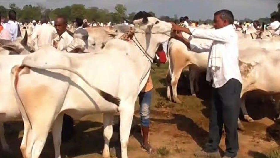 गौवंश सरंक्षण के लिए बैल से कृषि करने वालों को प्रोत्साहित करें गौवंश सरंक्षण के लिए बैल से कृषि करने वालों को प्रोत्साहित करें