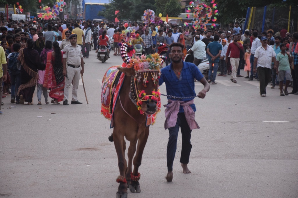 पोला पर्व : पूजा-अर्चना के साथ बैल दौड़