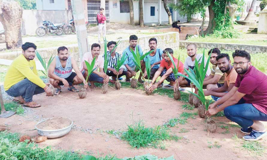 मां महामाया मंदिर परिसर फरसियां में 20 नारियल पौधे का रोपण