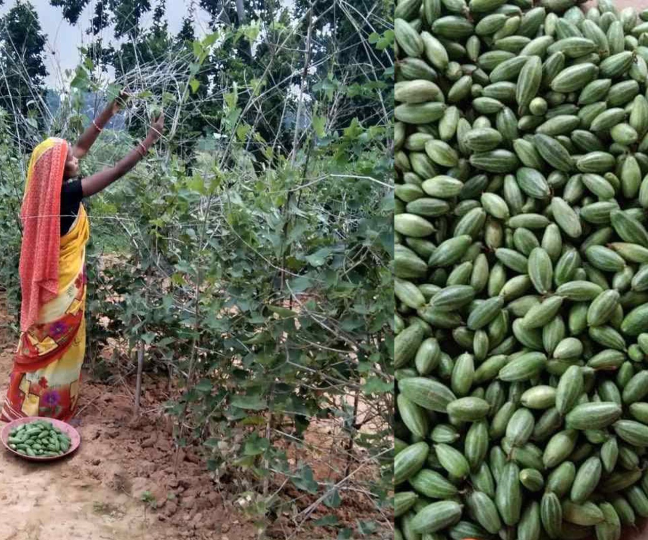 गौठानों में मल्टीएक्टिविटी के तहत मुर्गी पालन व सब्जी की खेती कर महिलाएं हो रही हैंआत्मनिर्भर