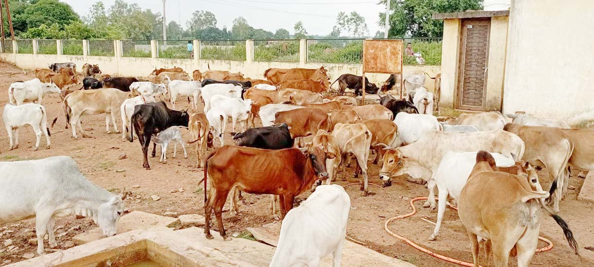 कांजी हाऊस में न पानी, न चारा,भडक़े भाजपा नेता