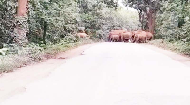 फिर पहुंचा हाथी दल, सडक़ किनारे मौजूदगी से वाहनों की लंबी कतारें