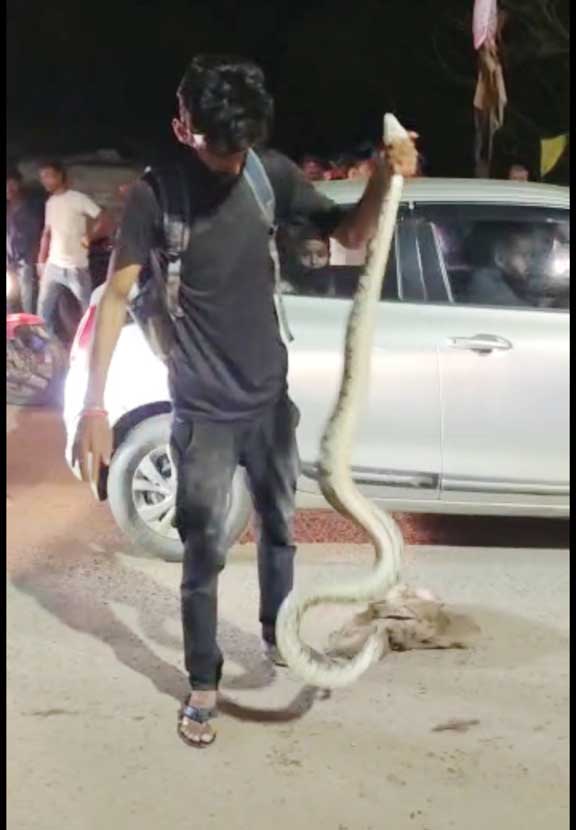 गणपति विसर्जन के दौरान सडक़ पर निकला अजगर, मची अफरा-तफरी