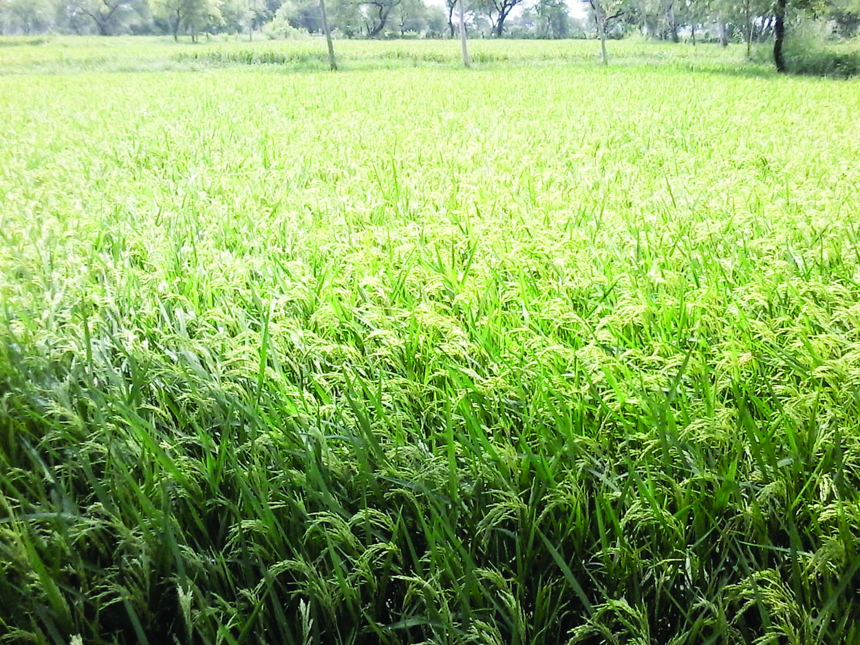 भादो की झड़ी से खड़ी फसलों को नुकसान का खतरा