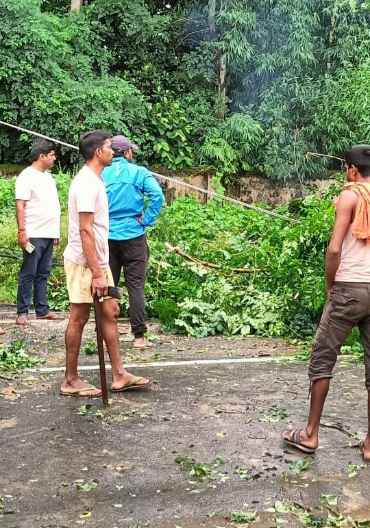 बिजली तार पर गिरा पेड़, 10 घंटे ब्लैकआउट