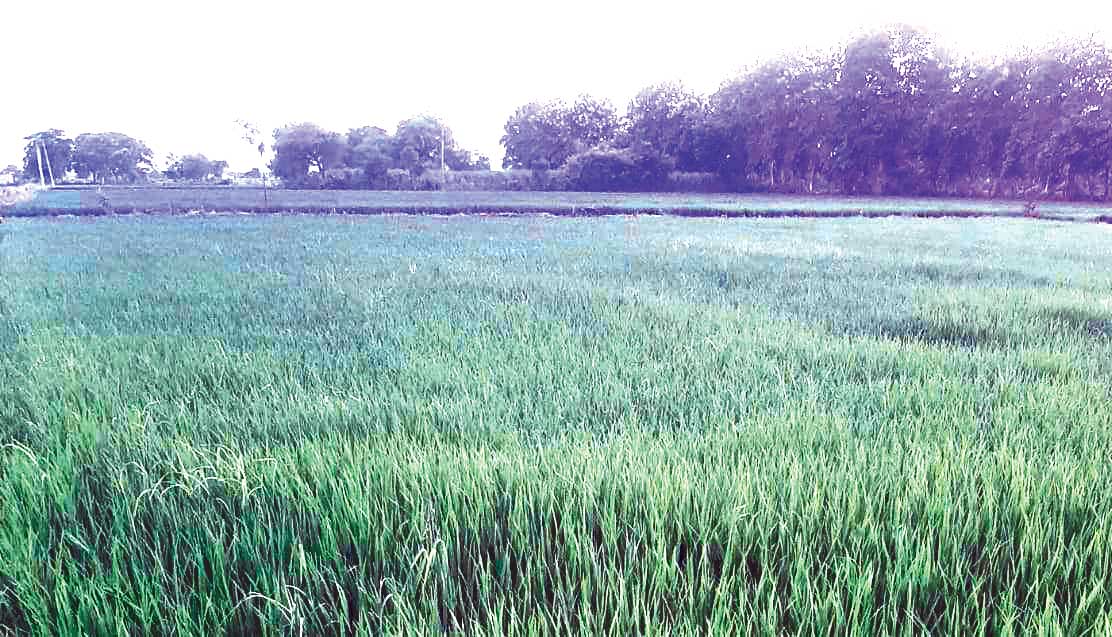 बारह दिनों बाद हुई बारिश से फसल को मिला नया जीवन