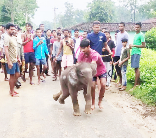 दल से भटक कर हाथी शावक गांव में घुसा, घंटों मशक्कत के बाद सकुशल पहुंचाया