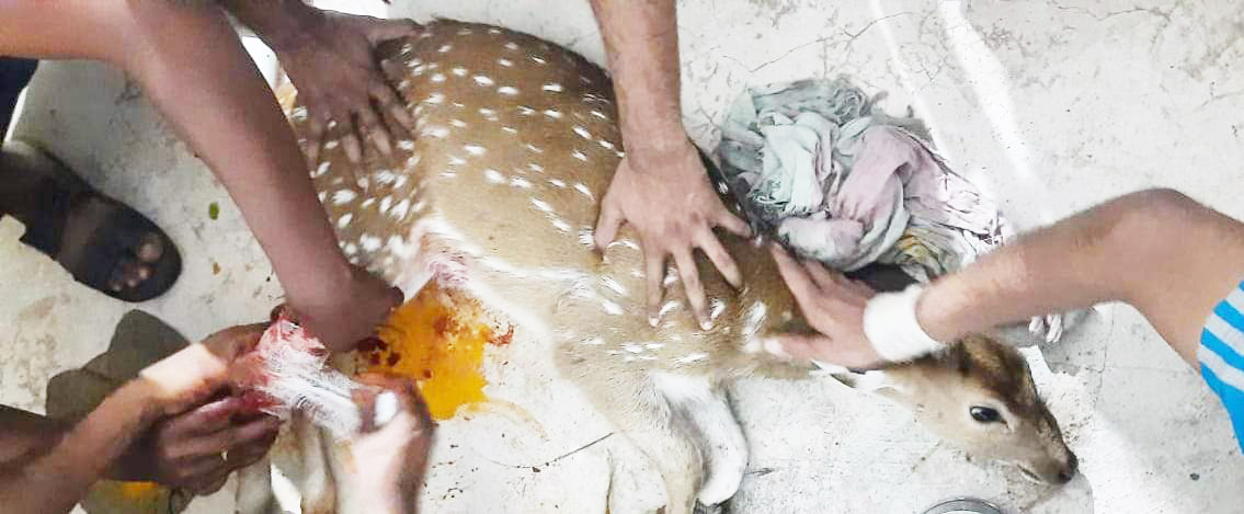 हिरण के बच्चे को आवारा कुत्ते ने नोंचा, पुलिस ने बचाया