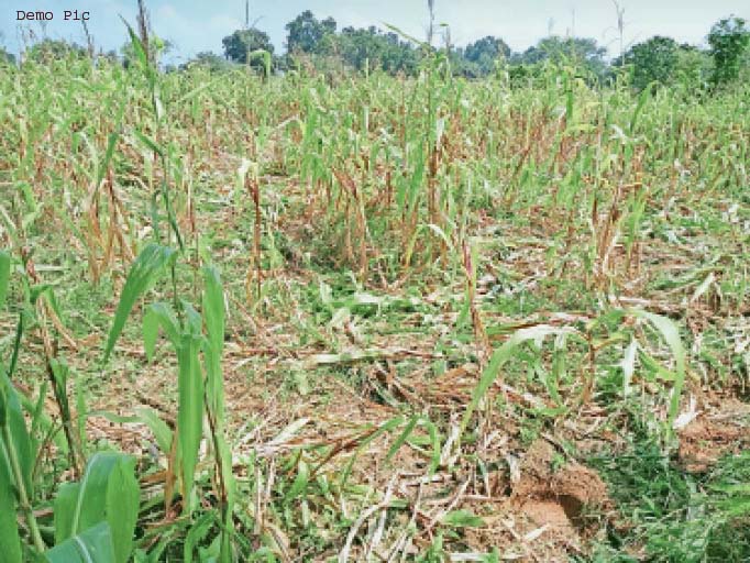 हाथी दल ने मक्के की फसल को किया बर्बाद