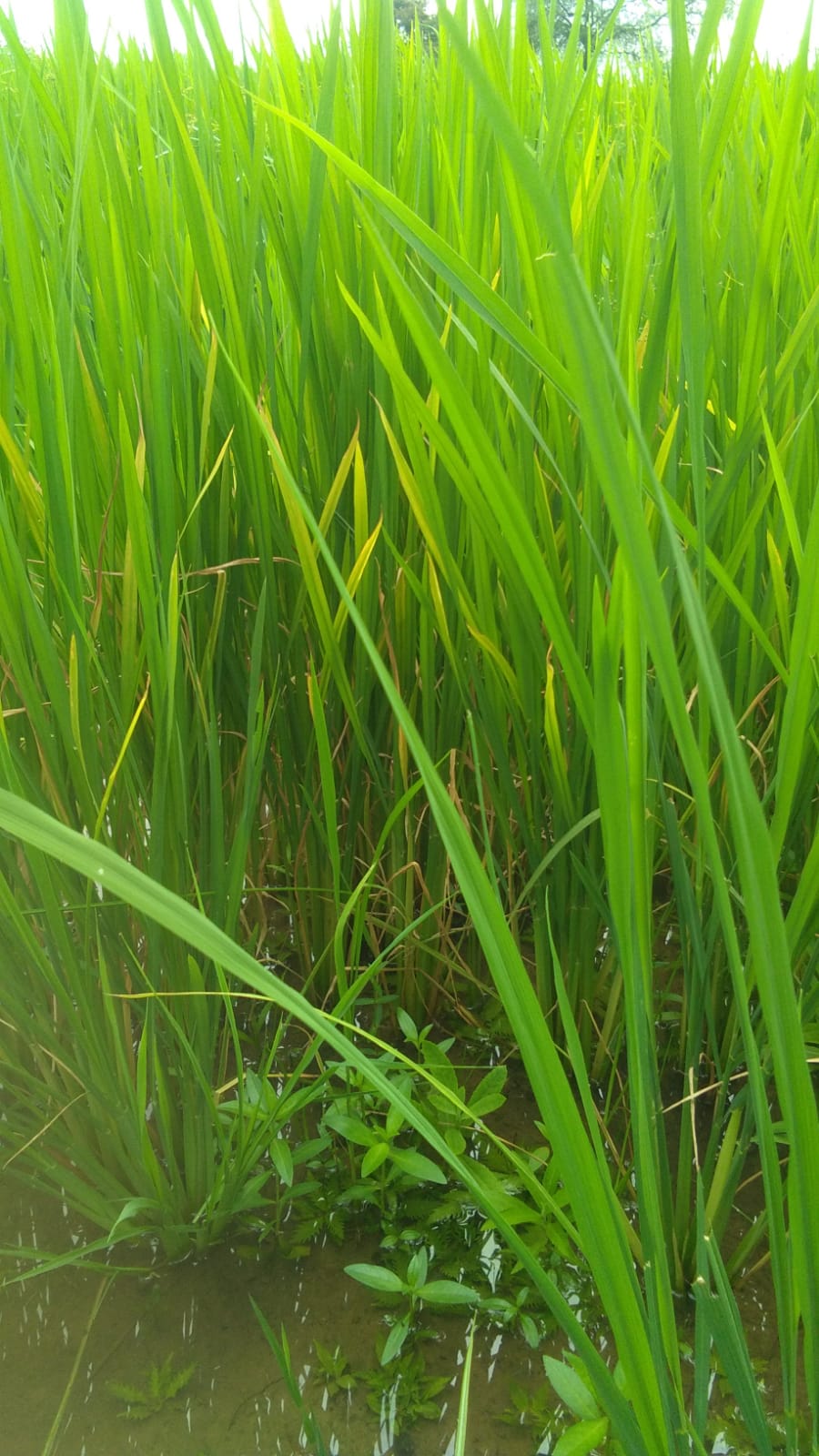 धान की फसल पर लगी तनाछेदक और माहू बीमारी