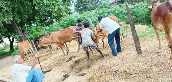 पशुओं को लम्पी स्कीन रोक से बचाने दिशा-निर्देश जारी