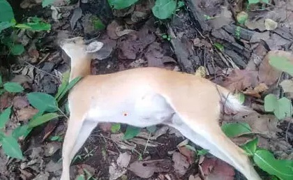 दुगली के जंगल में तीर मारकर हिरण का शिकार