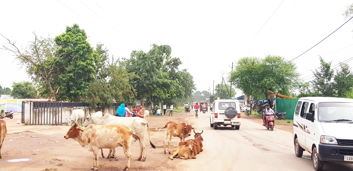 पशुओं को लावारिस छोडऩे, बीमार पशुओं का उपचार नहीं कराने पर होगी कार्रवाई
