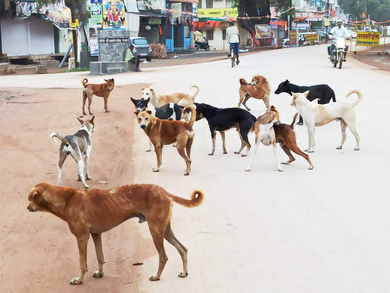 आवारा कुत्तों का आतंक, बधियाकरण की उठने लगी मांग आवारा कुत्तों का आतंक, बधियाकरण की उठने लगी मांग