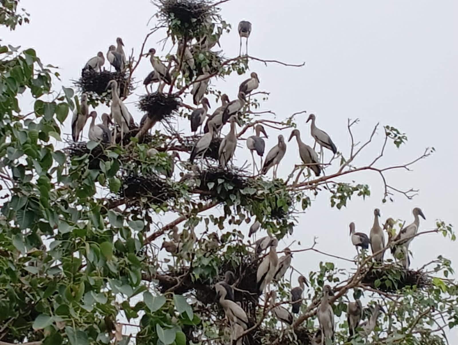 साइबेरियन मेहमानों के कलरव से गुलजार बेमेतरा-कटई