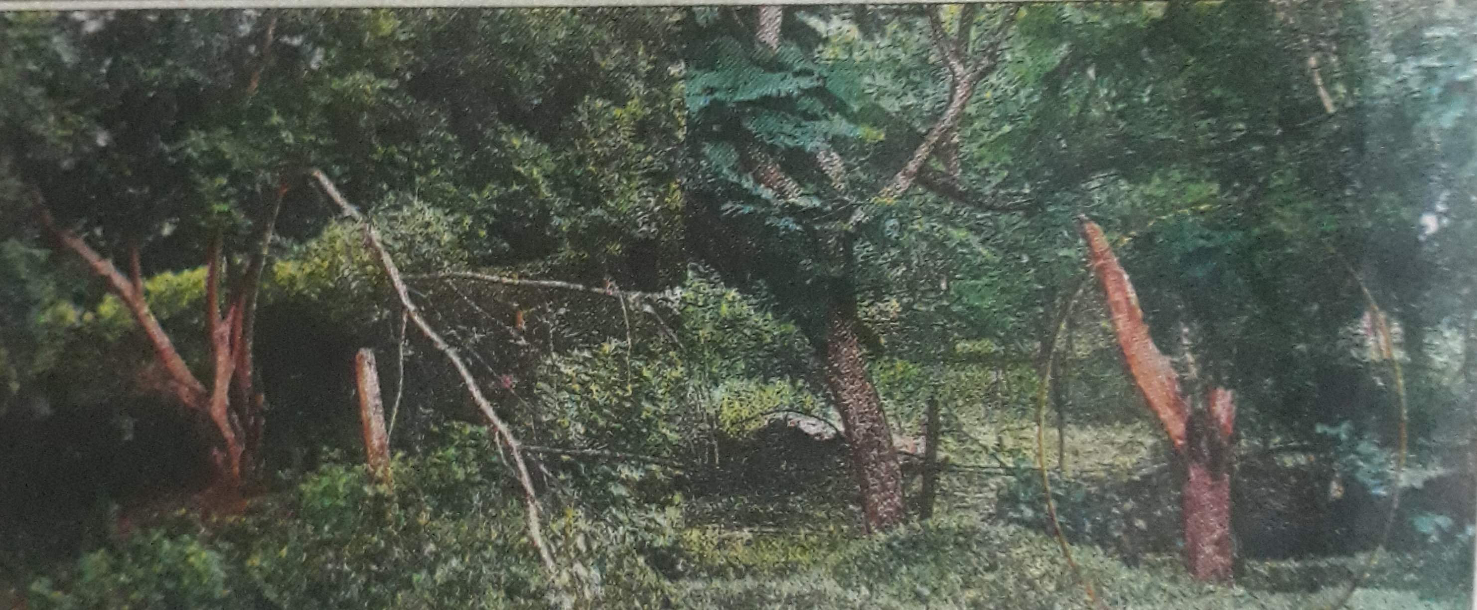 घूमंतू लोग बेखौफ काट रहे हरे-भरे पेड़ घूमंतू लोग बेखौफ काट रहे हरे-भरे पेड़