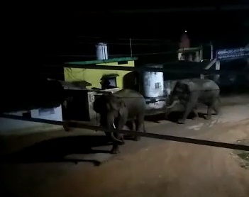  दंतैल हाथियों ने किसान को कुचल मारा