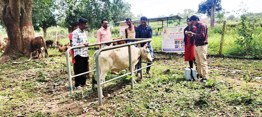 पशुओं को टीकाकरण कर बचाएं रोगों से