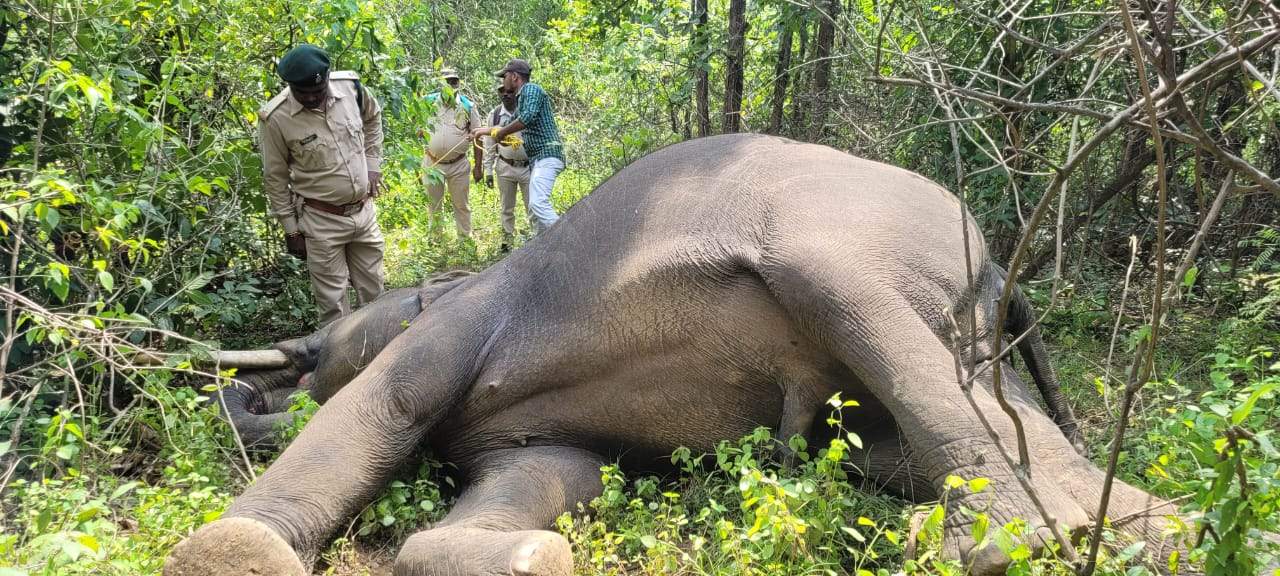 नगर सीमा से 1 किमी पर हाथी मृत मिला, जांच शुरू