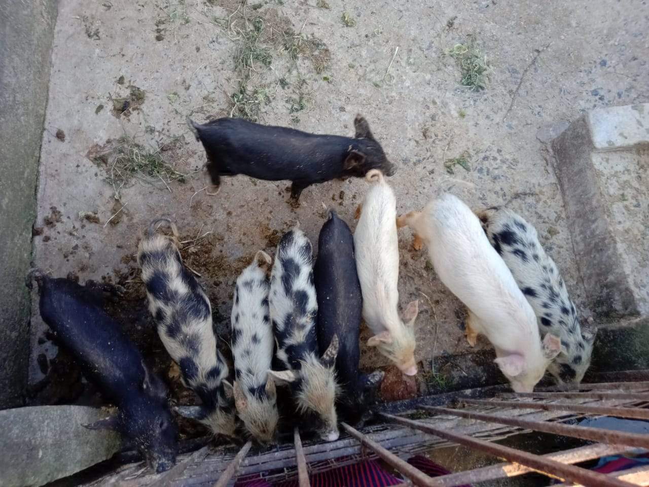 शूकर पालन ने दिखाई समूह की महिलाओं को आजीविका की नई राह