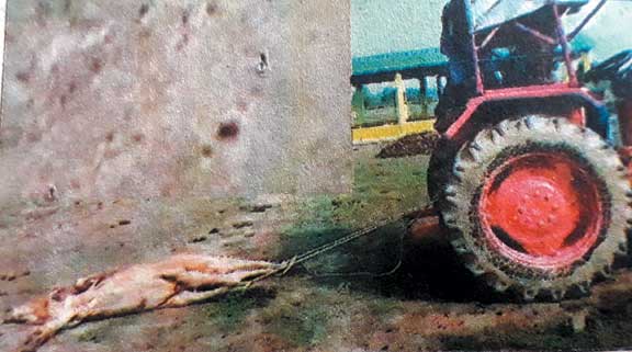 गौठान में निमोनिया से हुई गाय की मौत गौठान में निमोनिया से हुई गाय की मौत