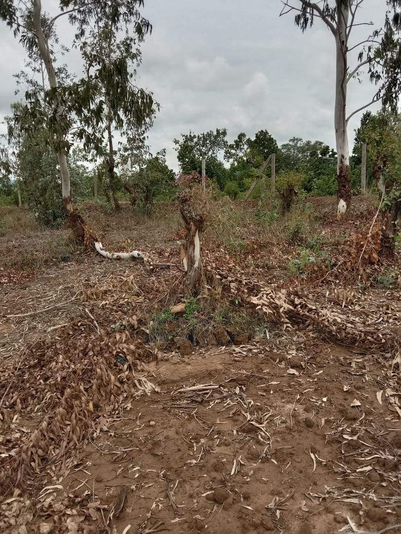 वन भूमि पर ग्रामीण कर रहे अवैध कब्जा, विभाग मौन