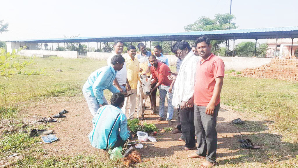 गौठानों में गोवर्धन पूजा कर मनाया गया गौठान दिवस उत्सव गौठानों में गोवर्धन पूजा कर मनाया गया गौठान दिवस उत्सव